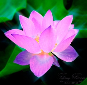 the-healing-lotus