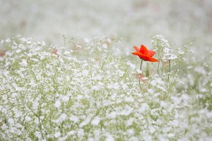 manifestations and abundance