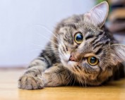 cat animal communication sessions